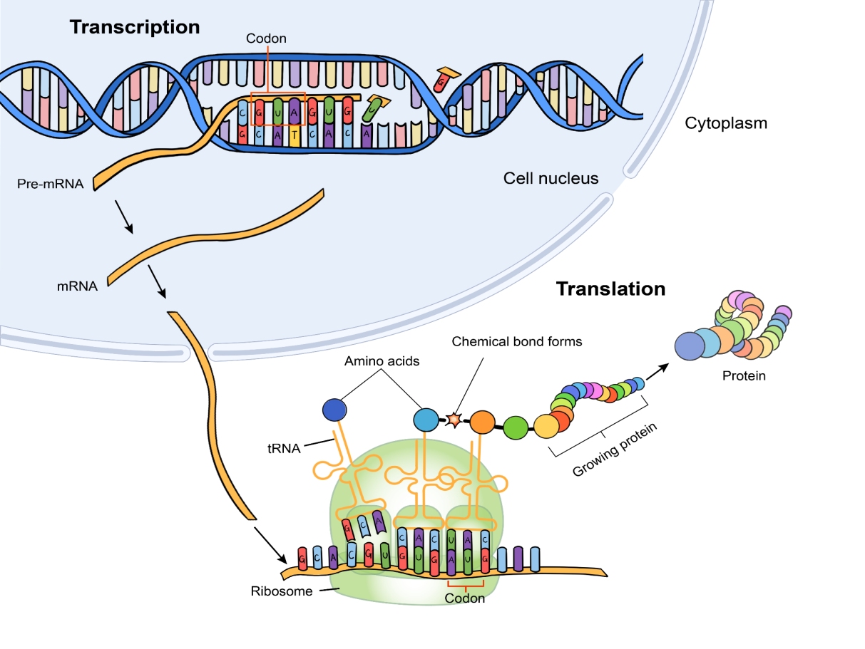 Protein translation