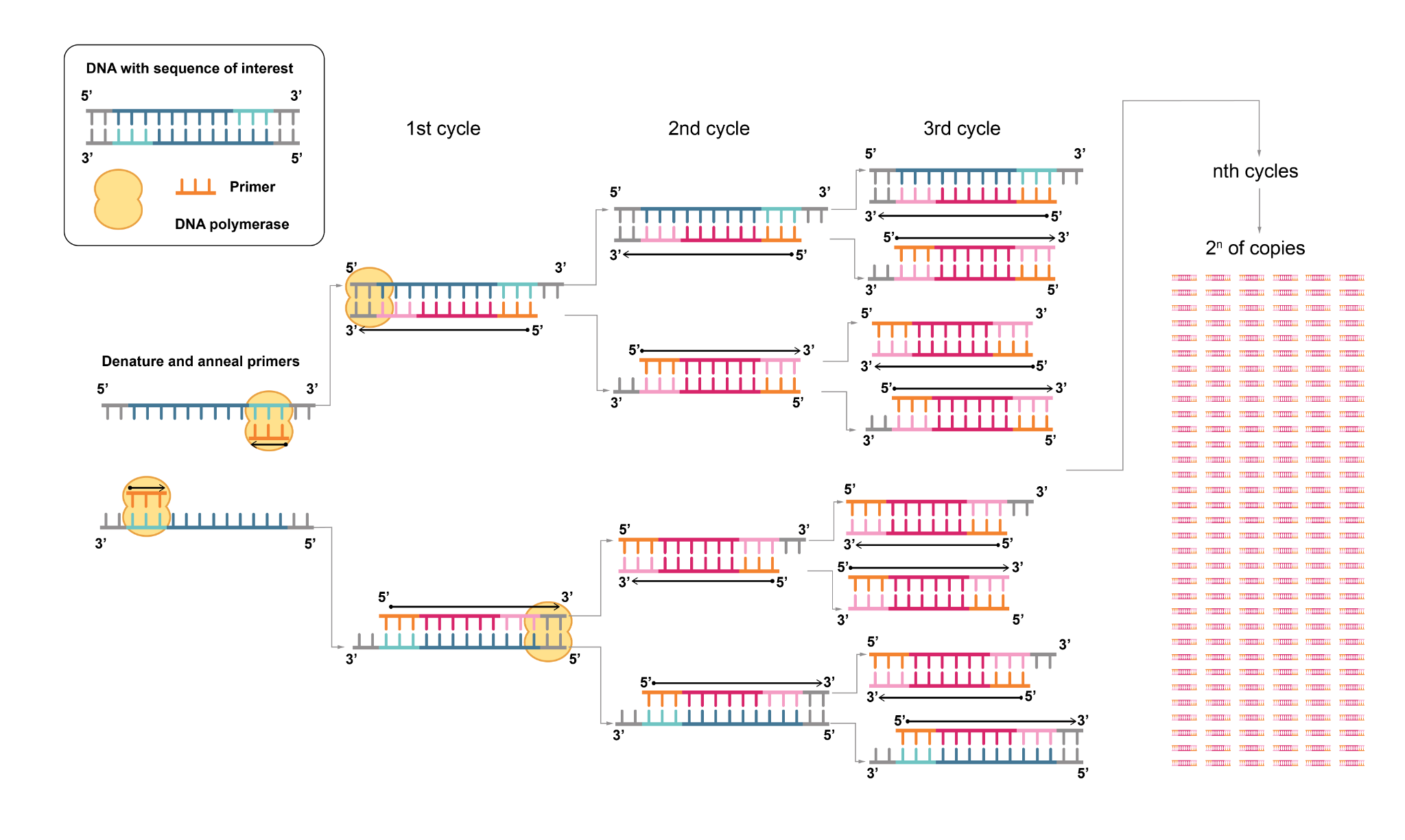 Steps in polymerase chain reaction (PCR)