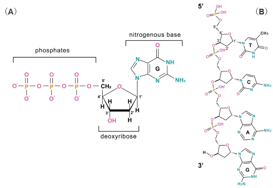 Nucleotide structure (A) and binding pattern between nucleotides (B).