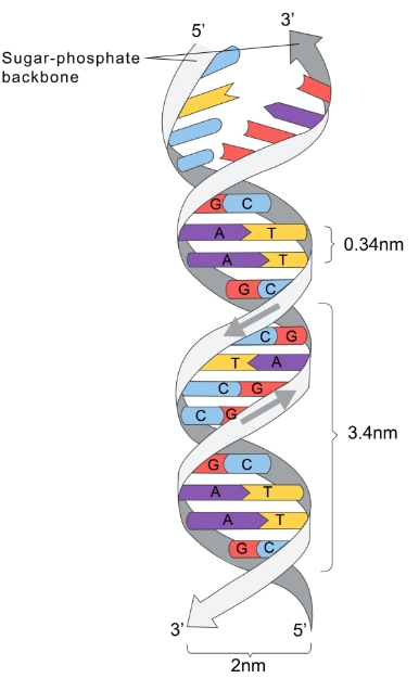 Strands of nucleotides form hydrogen bonds to create a double helix.