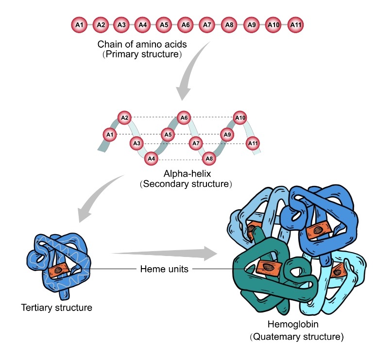 Structural organization of proteins.