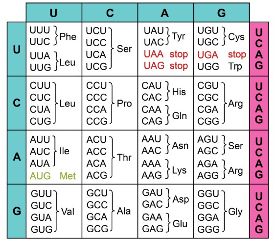 Each three-letter nucleotide sequence corresponds to an amino acid or direction (start/stop).